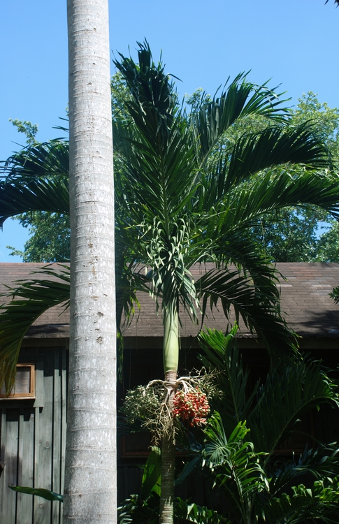 34D49c Christmas Palm.jpg
