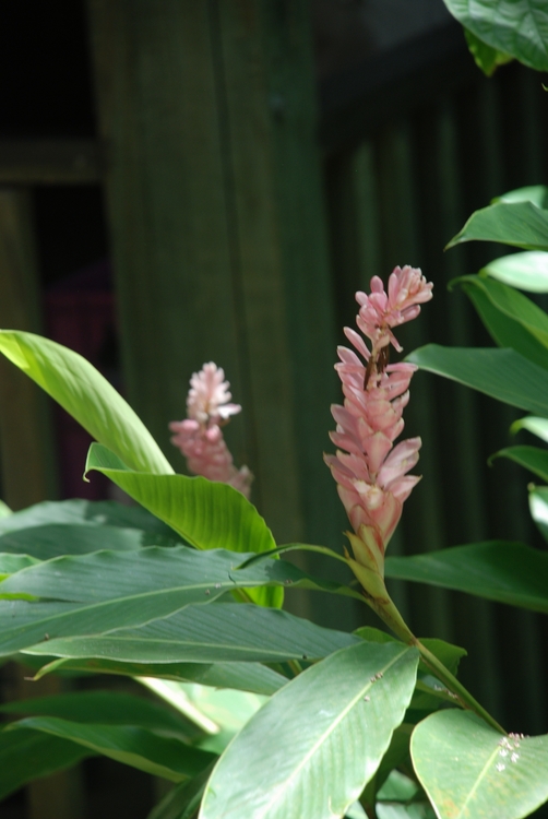 35D50 Pink Ginger Rose.JPG