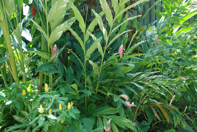 36D51 Pink Ginger Rose.JPG