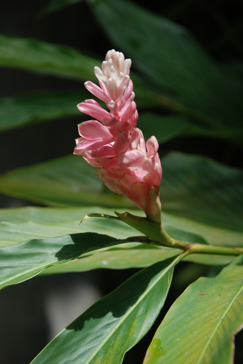 38D53 Pink Ginger Rose.JPG