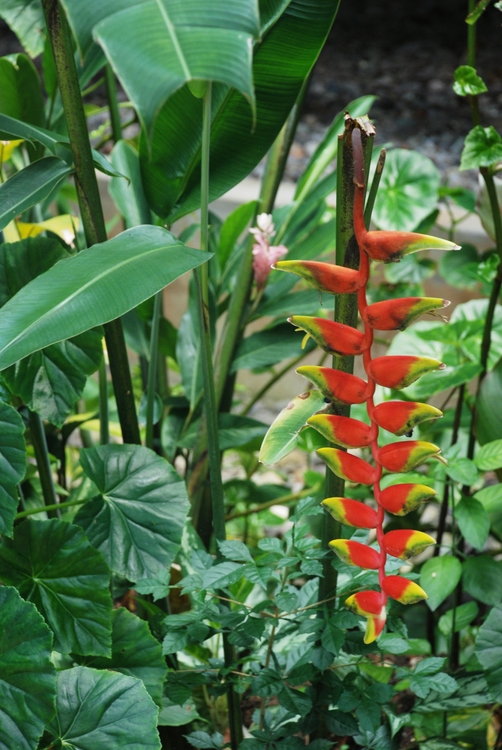 41D56e Chain Link  Heliconia.jpg