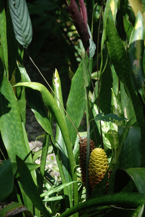 43D58 Pine Cone something.JPG