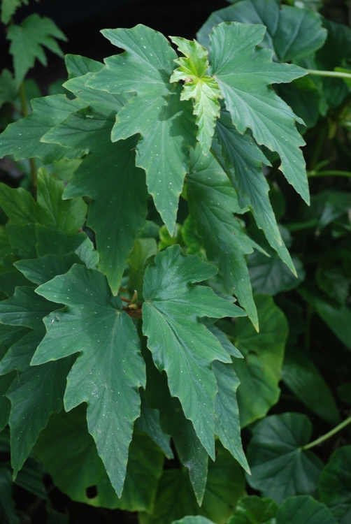 45D60 Angel Wing...begonia maybe.JPG