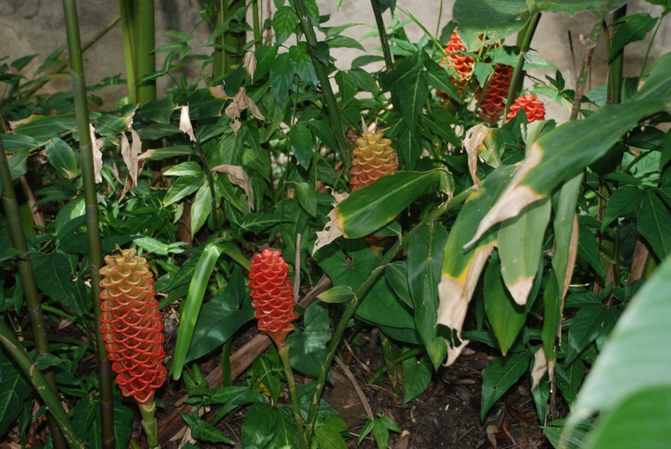 47D63 Pine Cone something.JPG