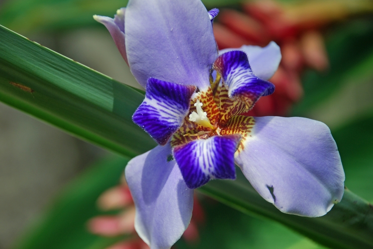 50D68e Ivory Orchid.jpg