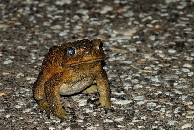 52ED04ec Cane Toad.jpg