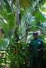 04D10 Shorty w epiphytes.JPG