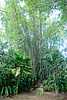 05D12e Green Bamboo stand.jpg