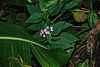 08D15 Purple Star.JPG