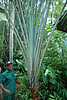 09D17 Traveler's Palm.JPG