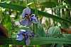 12D21e Ivory Orchid.jpg