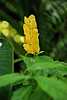 14D26e Yellow Shrimp.jpg