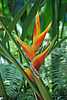 16D28e Bird of Paradise.jpg