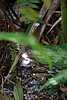 17D29 Jamaican Snow - from a tall palm.JPG