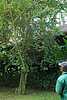 21D32 Poor Man's Orchid maybe.JPG