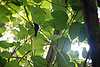 23D36 Split-tail Humming Bird (juvenile).JPG