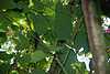 24D37 Split-tail Humming Bird (juvenile).JPG