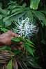 27D41 Cat's Whiskers.JPG