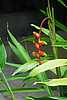 28D43ec Chain Link  Heliconia.jpg