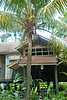 29D44 Coconut Palm.JPG