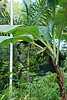 30D45 Banana Palm.JPG