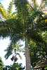 32D47 Foxtail Palm.JPG
