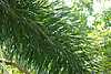 33D48 Foxtail Palm.JPG