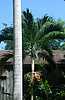 34D49c Christmas Palm.jpg
