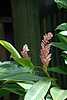 35D50 Pink Ginger Rose.JPG