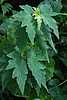 45D60 Angel Wing...begonia maybe.JPG