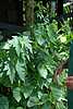 46D61 Angel Wing...begonia maybe.JPG