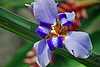 50D68e Ivory Orchid.jpg