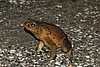 51ED03ec Cane Toad.jpg